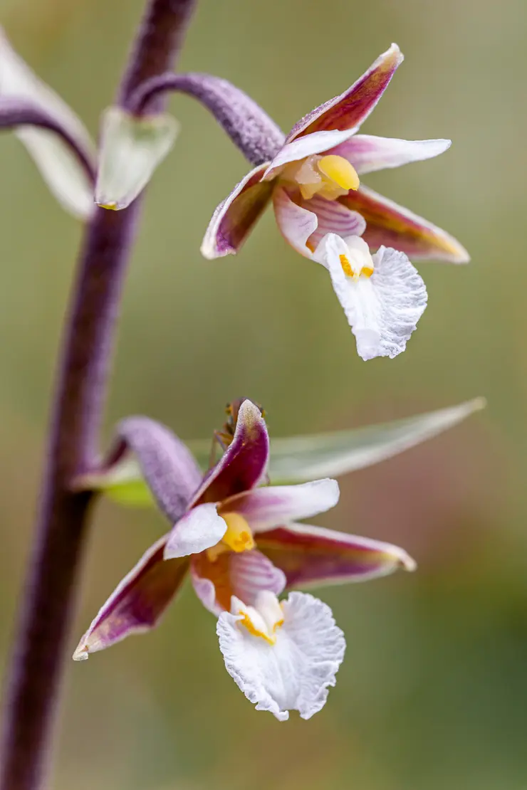 Sumpf-Stendelwurz (Epipactis palustris)